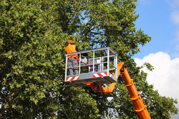 Best Stump Grinding and Removal  in Lake Tapps, WA